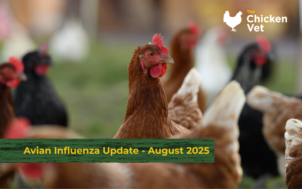 Avian Influenza Update August 2025 | Guidance for UK Backyard Poultry ...