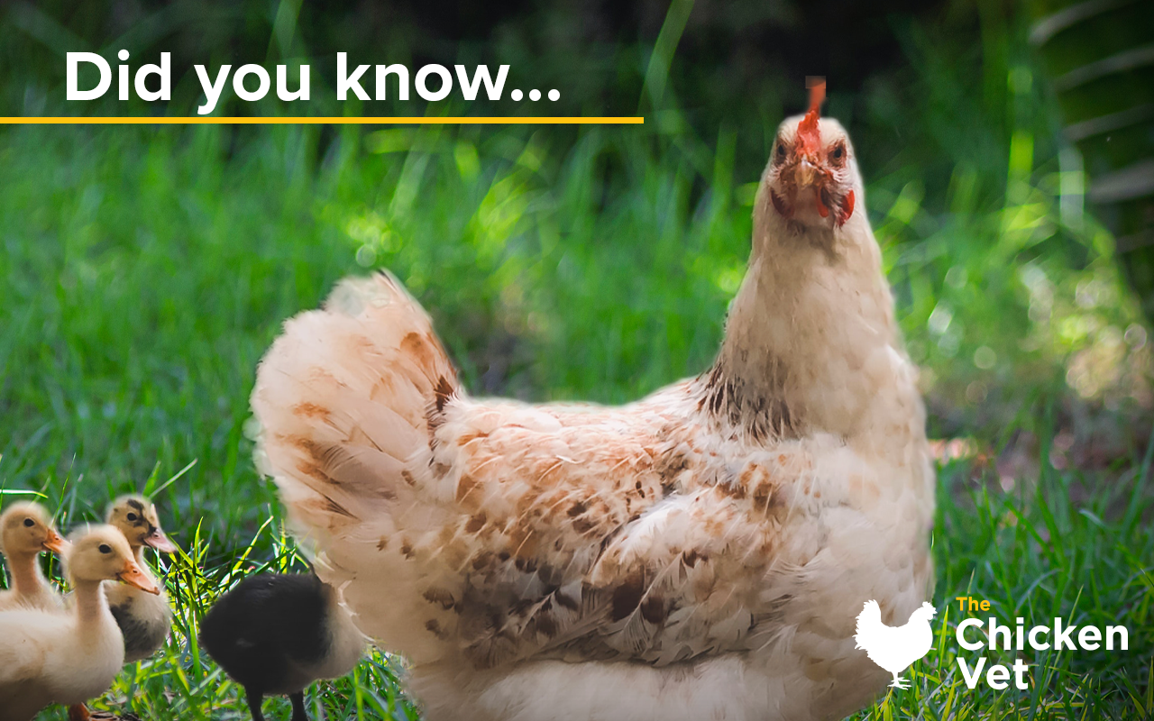 Introducing ducks to a flock of chickens needs little care