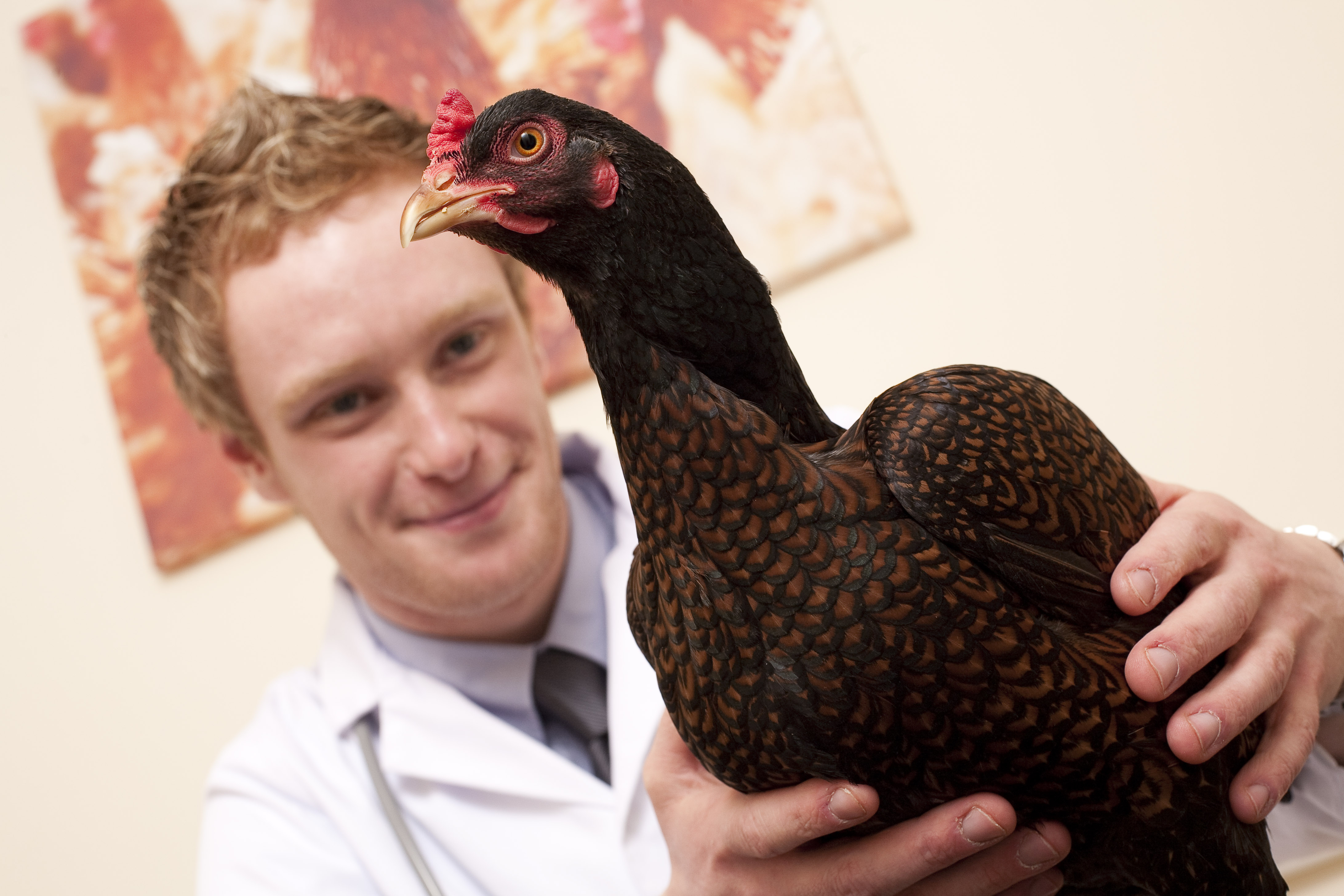 The Chicken Vet Training Day is moving online!