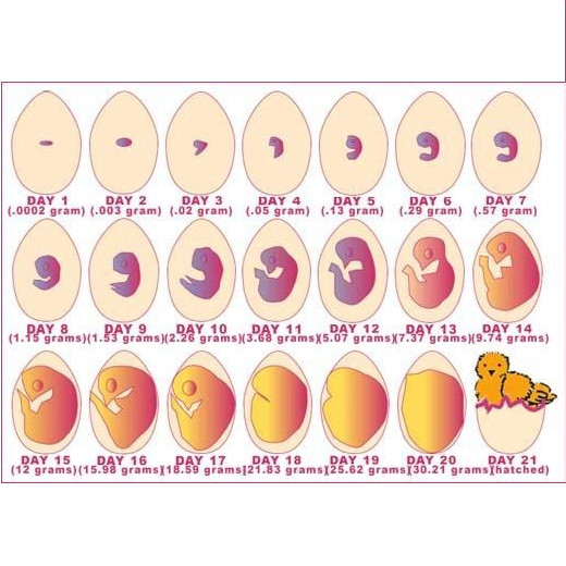 The Chicken Vet Guide to Poor Hatchability