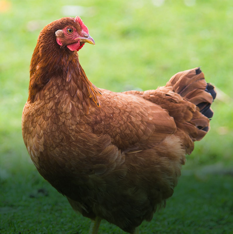 The Chicken Vet - Vet care for pet chickens, fancy fowl and small flocks