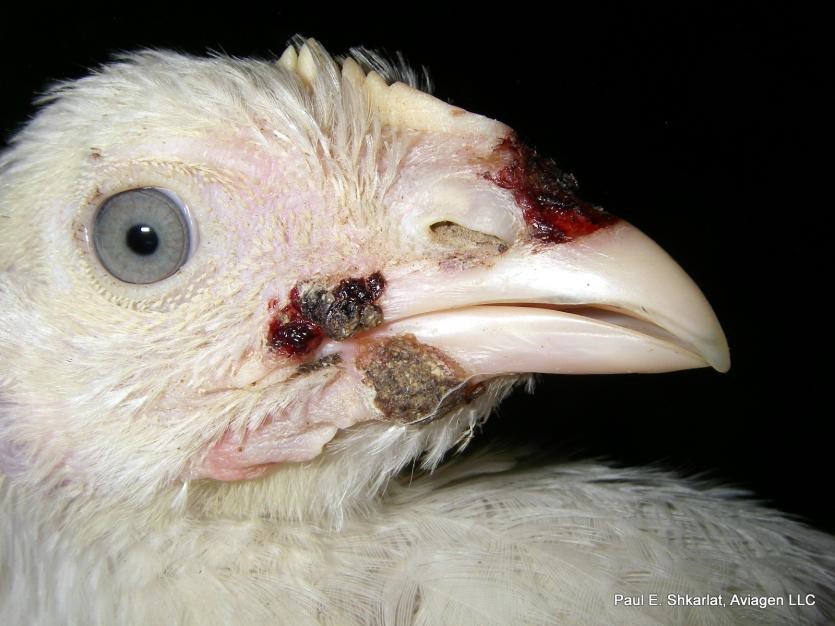 Fowl pox