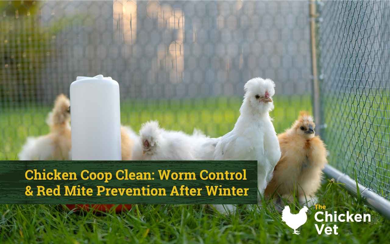 Curated visual reference: Fresh Look at Chicken Coop Deep Clean After Winter Worm Control Red Mite