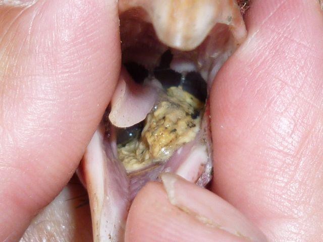 Oral Canker – before treatment