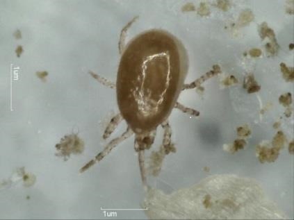 Female Androlis mite Photograph APPI, France 