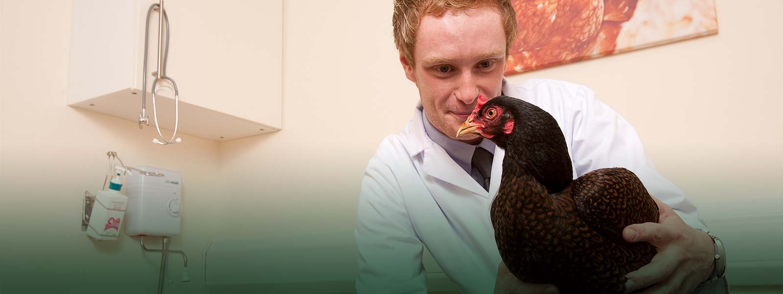 Chicken Vet